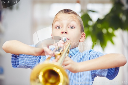 Image of Little trumpeter