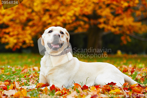 Image of Dog in autumn park 