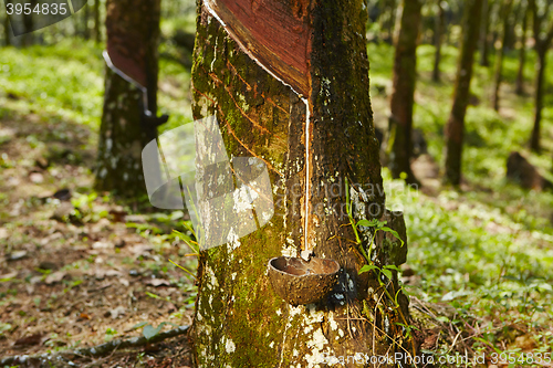 Image of Rubber tree