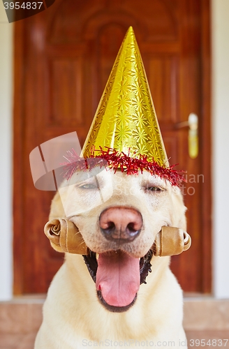 Image of Dog birthday party