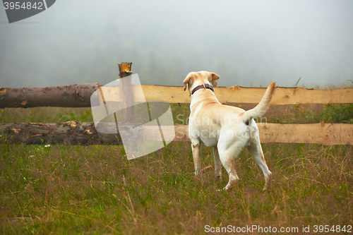 Image of Dog in nature