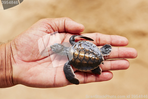 Image of Newborn of turtle