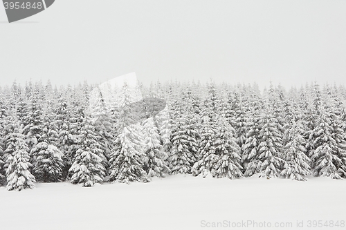 Image of Fresh snow