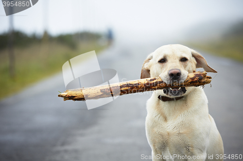 Image of Dog with stick