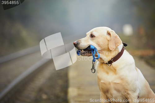 Image of Dog on the railway platform