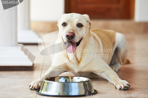 Image of Hungry dog