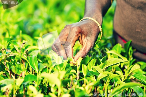 Image of Tea plantation