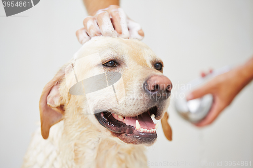 Image of Dog in bathroom