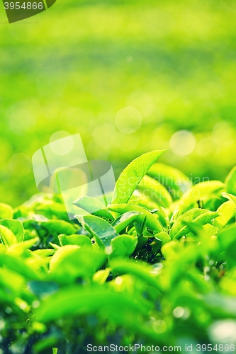 Image of Leaves of tea