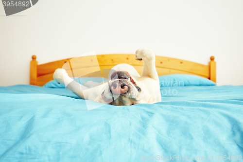 Image of Dog is lying on the bed 