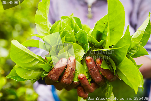 Image of Tea plantation