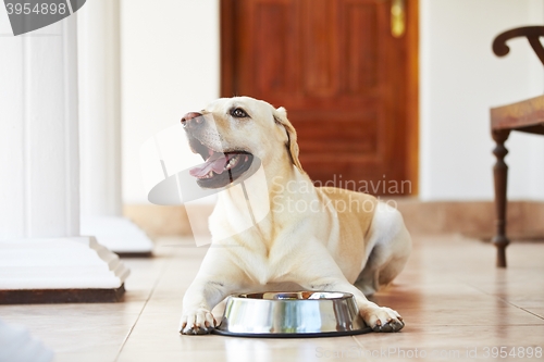 Image of Hungry dog