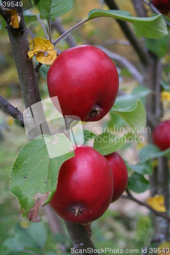 Image of appels