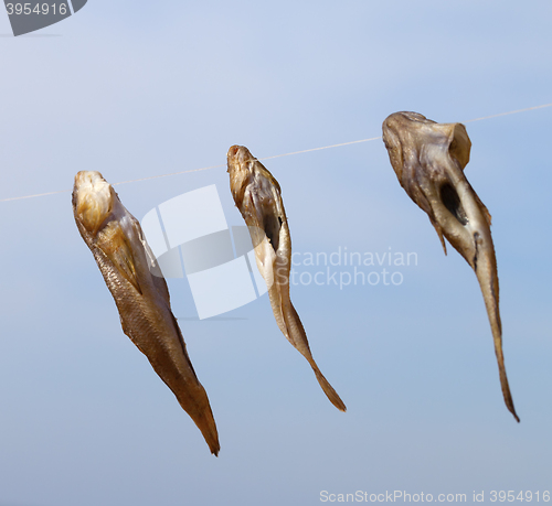 Image of Three gobies fish drying on sun