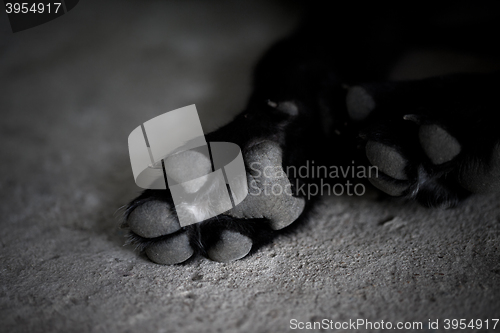 Image of Black and white dog paw pads