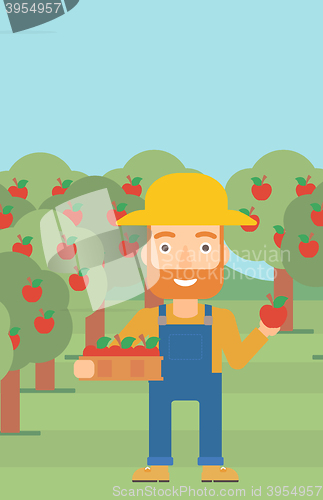 Image of Farmer collecting apples.