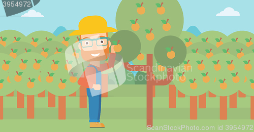 Image of Farmer collecting oranges.