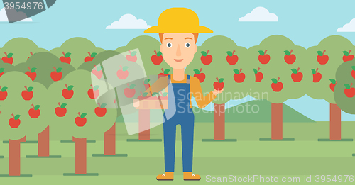 Image of Farmer collecting apples.