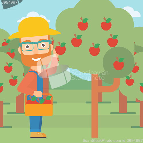 Image of Farmer collecting apples.