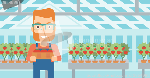 Image of Farmer collecting tomatos.