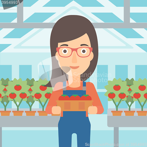 Image of Farmer collecting tomatos.