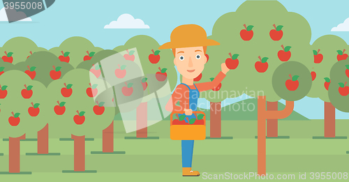 Image of Farmer collecting apples.