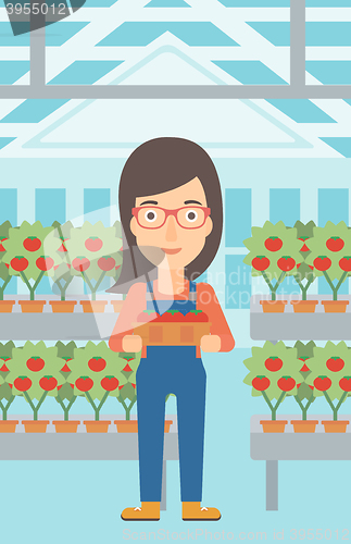 Image of Farmer collecting tomatos.