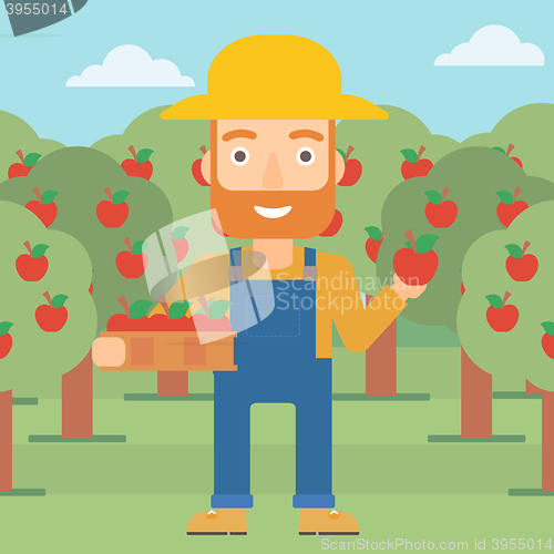 Image of Farmer collecting apples.