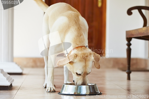 Image of Hungry dog