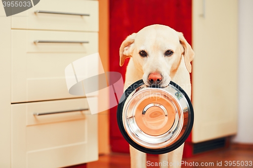 Image of Dog is waiting for feeding.