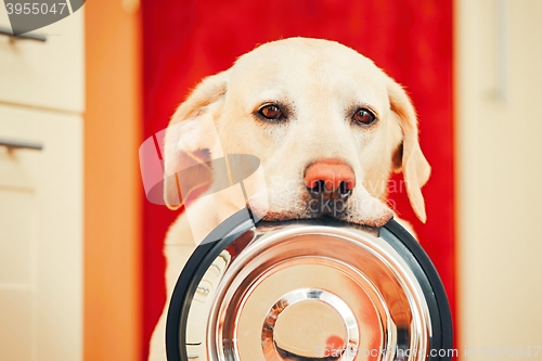 Image of Dog is waiting for feeding.