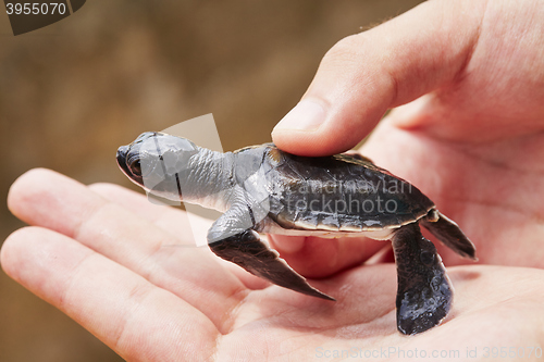 Image of Newborn of turtle