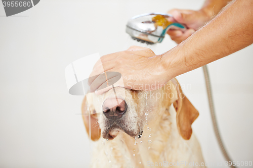 Image of Dog in bathroom