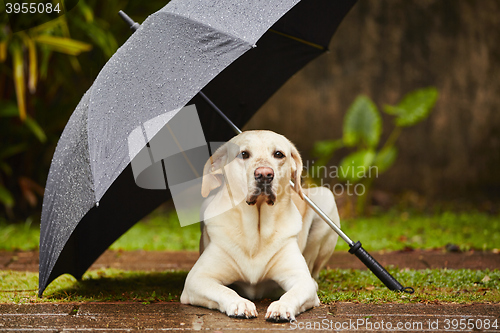 Image of Dog in rain