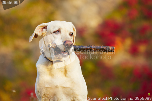 Image of Dog with stick