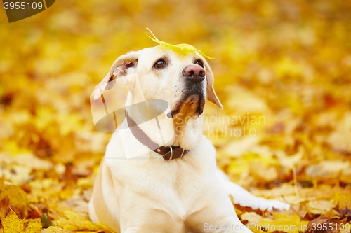 Image of Dog in autumn