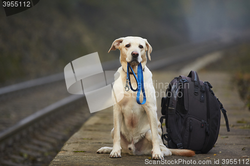 Image of Dog on the railway platform