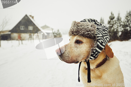 Image of Dog with cap in winter 