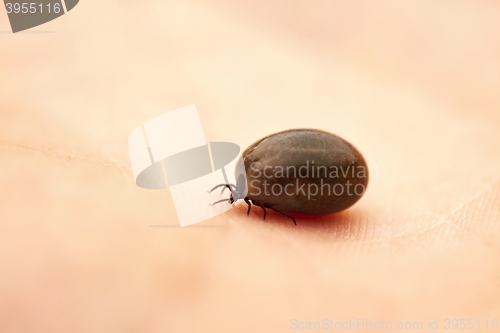 Image of Tick