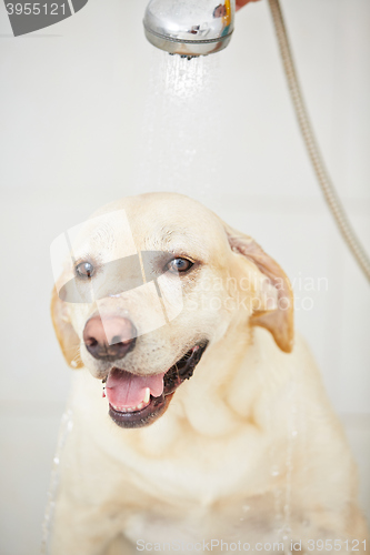 Image of Dog in bathroom