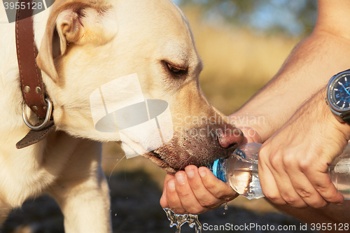 Image of Thirsty dog