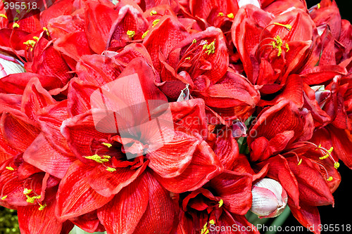 Image of Flowers background