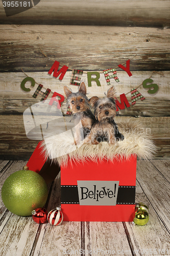 Image of Puppies on a Christmas Themed Background