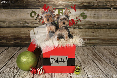 Image of Puppies on a Christmas Themed Background