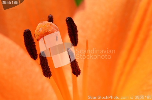 Image of Beautiful lily growing in garden