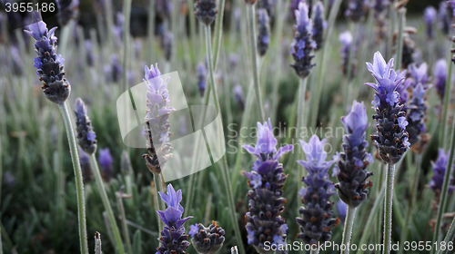 Image of Lavender flowers in the field in spring