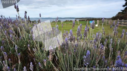 Image of Lavender flowers in the field in spring