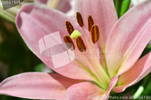 Image of Beautiful lily growing in garden