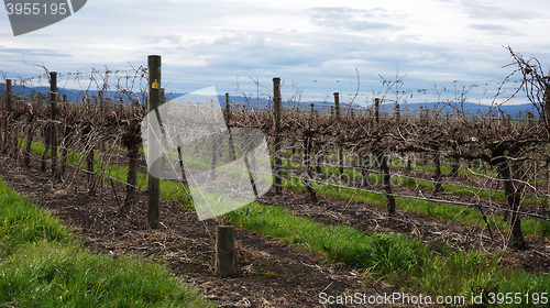 Image of Landscape with winter vineyard