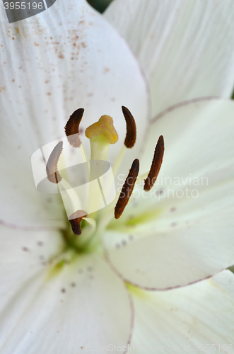 Image of Beautiful lily growing in garden